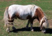 a-la-venta-mini-caballos-20120809040642
